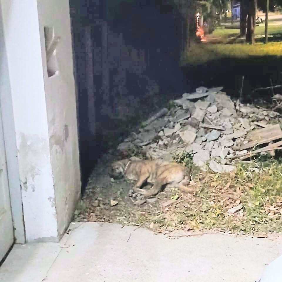 Una perrita sigue esperando a su familia en la puerta de su antiguo hogar en La Paz